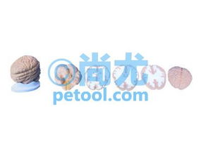 國(guó)產(chǎn)腦水平切模型00209033 尚尤提供詳實(shí)圖文資料與專業(yè)咨詢